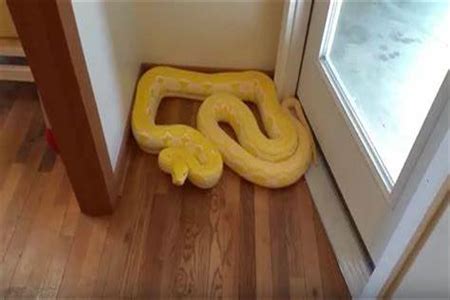 蛇进家 地下室裝修